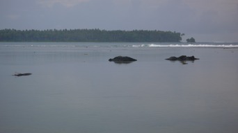 Nias11