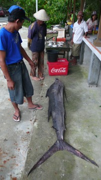 Nias37