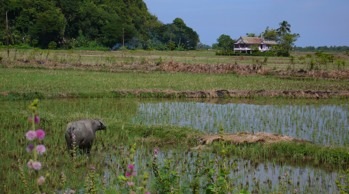 Sulawesi01