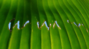 Sulawesi18