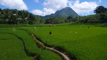 Sulawesi19