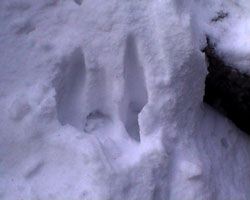 loup22