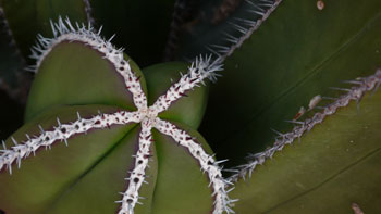 Tucson03