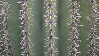 Tucson06